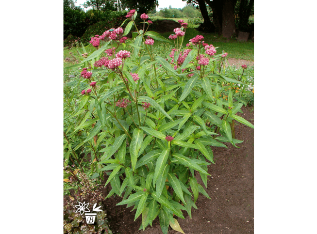 Asclepias incarnata   'Cinderella'